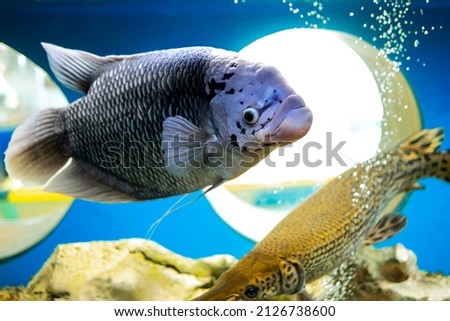 tropical fish in the aquarium beautiful gourami fish