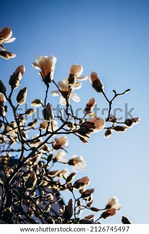 white magnolia flowers blooming in spring