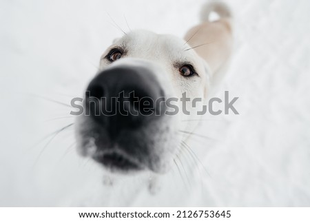 dog in winter in the snow. High quality photo