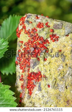 Lot of red firebug on large stone in summer forest. Many Pyrrhocoris apterus bright insects on big rock in woodland