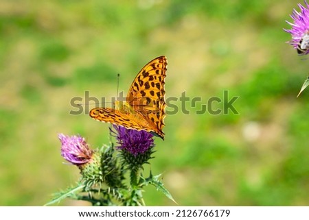 Butterfly sitting on a flower.