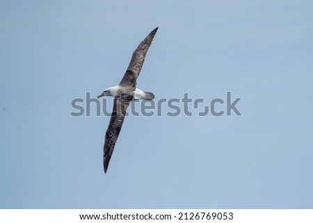 Shy Albatross flying over the water in tasmania, Australia.  Royalty-Free Stock Photo #2126769053