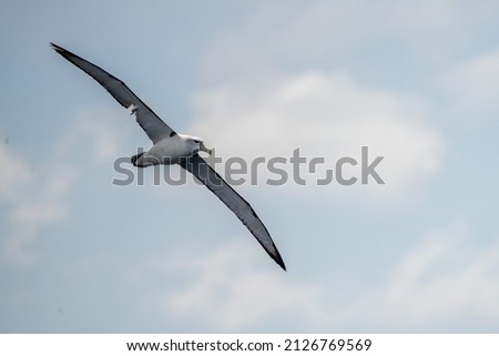 Shy Albatross flying over the water in tasmania, Australia.  Royalty-Free Stock Photo #2126769569