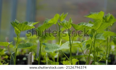 Young currant seedlings in a greenhouse are growing up for sale: agribusiness in environmental conditions, a place for text, close up