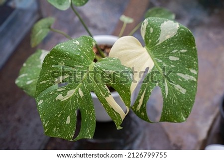 A rare variegated plant that famous all around the world named “monstera thai constellation”. Royalty-Free Stock Photo #2126799755