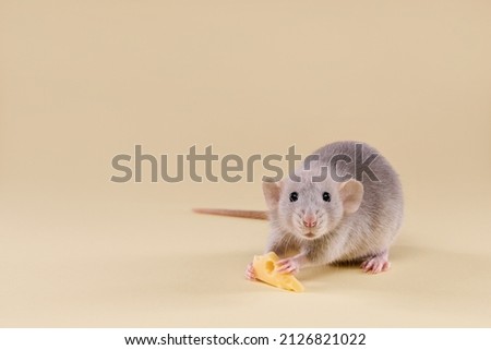 Domestic rat with cheese on a beige background.Cute baby dumbo. Royalty-Free Stock Photo #2126821022