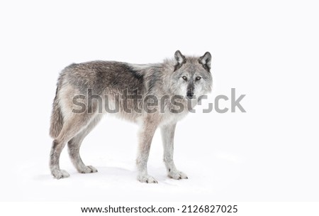 A lone Black wolf with direct eye contact isolated on white background walking in the winter snow in Canada