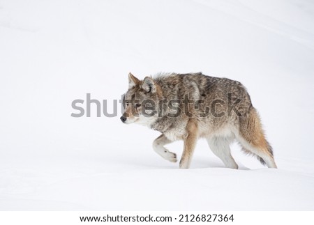 A lone coyote isolated on white background walking and hunting in the winter snow in Canada