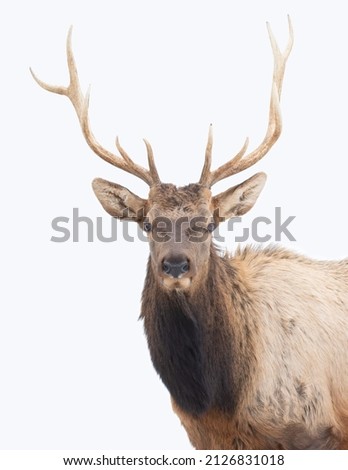 Bull Elk large antlers isolated isolated on a white background walking in the winter snow in Canada Royalty-Free Stock Photo #2126831018