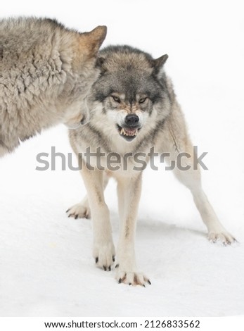 A Timber Wolf or Grey Wolf Canis lupus isolated on white background growling at another wolf in the winter snow in Canada