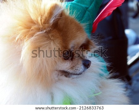 Pomeranian dog dressed as Peter Pan. Close-up of the muzzle. Expressive eyes. Pet love concept