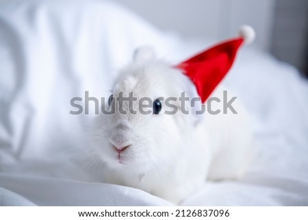 Christmas bunny 2023. White fluffy bunny sits in a santa hat on a white background. Greeting card with copy space cute pet. Fur animal portrait