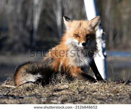 Red Fox sitting with a blur background in the springtime  in its environment and habitat displaying bushy tail. Fox Image. Picture. Portrait.