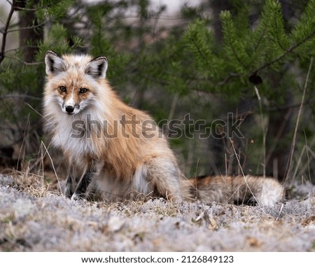 Red Fox close-up profile view sitting on white moss and looking at camera with a blur forest background in its environment and habitat. Fox Image. Picture. Portrait.