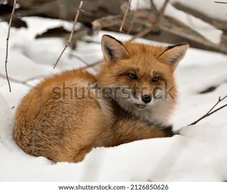 Red fox close-up profile view in the winter season in its environment and habitat with snow background displaying bushy fox tail, fur. Fox Image. Picture. Portrait. Red Fox Stock Photos.