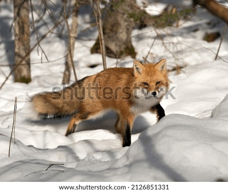 Red fox close-up profile side view in the winter season in its environment and habitat with blur snow background displaying bushy fox tail, fur. Fox Image. Picture. Portrait. Fox Stock Photo.