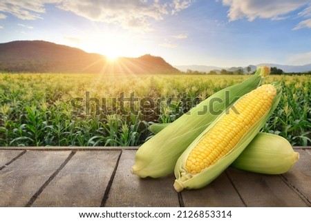 Fresh corn on wooden table with corn plantation background. Royalty-Free Stock Photo #2126853314