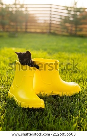 Funny black kitten sitting in yellow boot on grass. Cute image concept for postcards calendars and booklets with pet