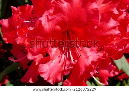 Close up of red rhododendron flower blooming in spring. High quality photo