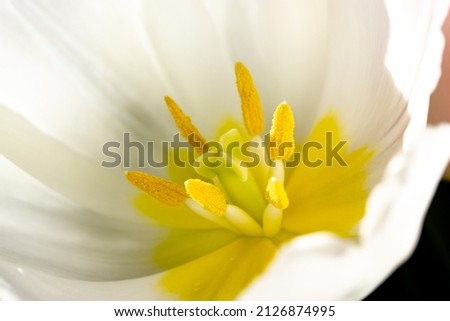 Inner part of white tulip flower bud with smooth delicate petals. Tulips heart with yellow pistil, stamens macro photo. Flowers background for a greeting card. Spring, summer seasonal flora full bloom Royalty-Free Stock Photo #2126874995