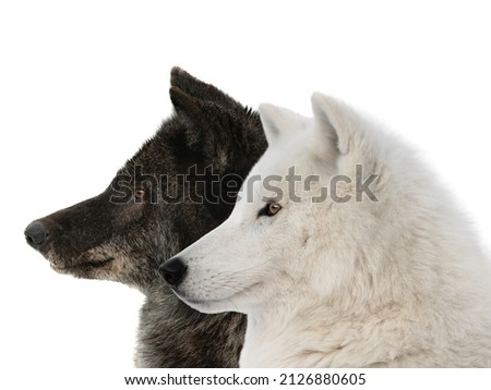 canadian wolf and polar wolf isolated on white background