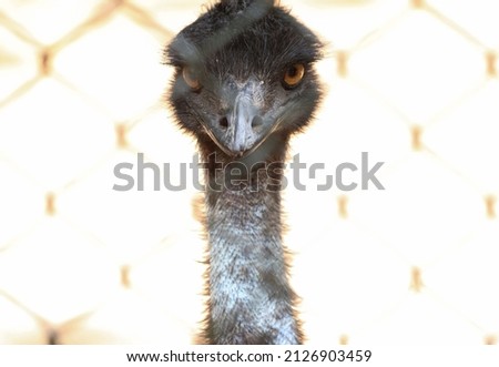 OSTRICH Inside the wire web is its neck and its eyes are beautiful. with blur background
