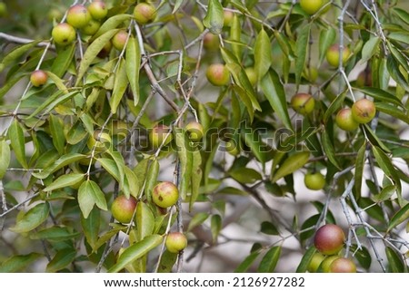 Camu Camu fruits and leaves. Semi-ripe and red fruits from shrubs that grow wild on the banks of Rio Negro river. Camucamu (Myrciaria dubia) is a fruit with the highest concentration of vitamin C