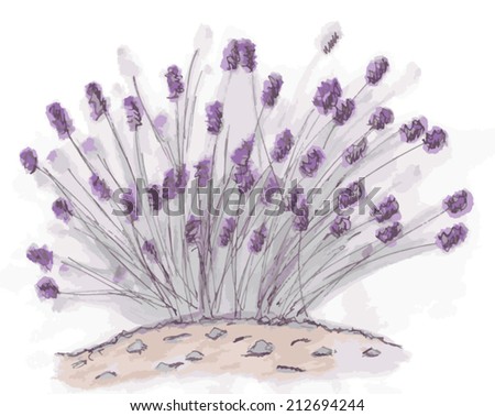 Lavender in Watercolor