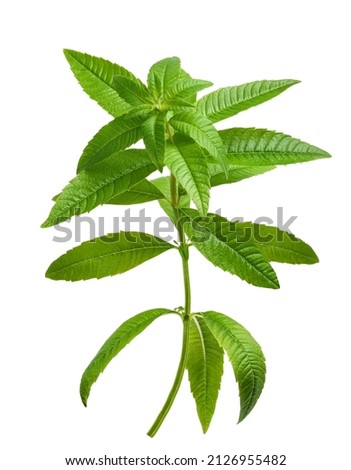Lemon verbena plant isolated on white background Royalty-Free Stock Photo #2126955482