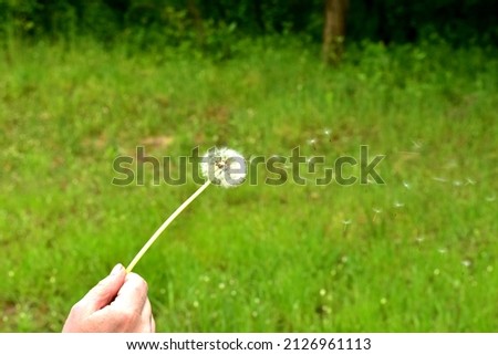 In the picture, the umbels of the flower with seeds fly away from the dandelion flower, which is held in the hand.