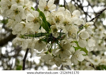 The picture shows a branch of an apple tree that has blossomed in white.