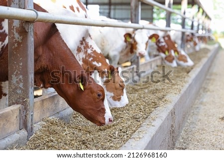 Dairy farm, simmental cattle, feeding cows on farm Royalty-Free Stock Photo #2126968160