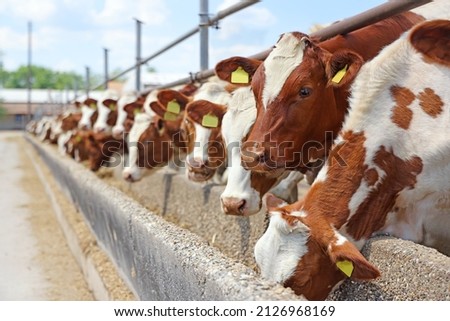 Dairy farm, simmental cattle, feeding cows on farm Royalty-Free Stock Photo #2126968169