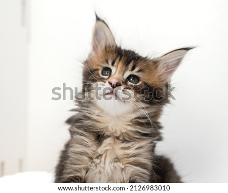 Cute pets. Maine Coon kittens on a white background.