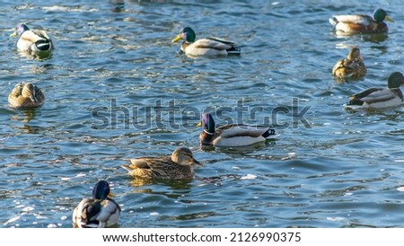 Waterfowl ducks and drakes on a winter river near open water in the city. Selective focus. Defocused foreground and background. Ducks are waiting for food from people.