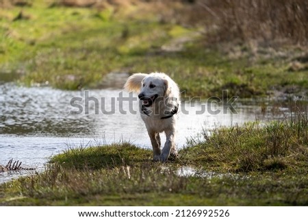 Golden Retriever Walking Away From Large Forest Puddle