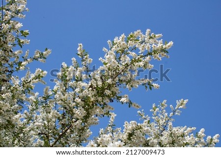 white blossom of Exochorda racemosa shrub  