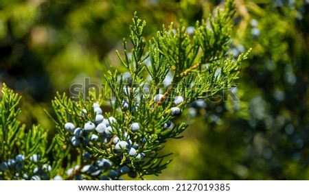 Close-up of beautiful branch of Juniperus virginiana tree or Pencil Cedar with lot ripe blue berries. Selective focus of blue fruit Eastern Red Cedar tree in Goryachiy Klyuch park. Nature concept  Royalty-Free Stock Photo #2127019385