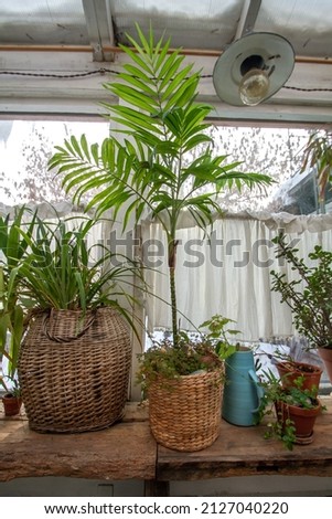 Houseplant with large leaves in a wicker basket