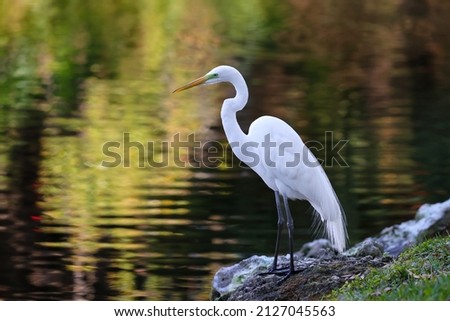 Great Egret, Great White Heron, Casmerodius Albus Family - Ardeidae Identification. Royalty-Free Stock Photo #2127045563