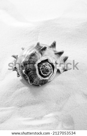 Beautiful sea snail conch or shell on the beach sand. Black and white photography.