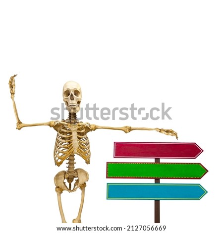 human skeleton with pointers in isolation on a white background. High quality photo
