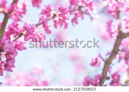 Image photo of beautiful deep pink flowers and blue sky