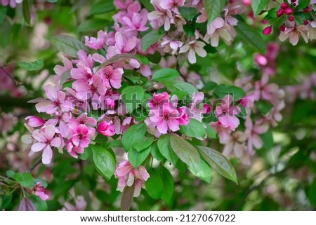 Spring Blooming Apple tree, soft focus.  Branch with Apple blossom on blur green garden background. Scenic bright Wallpaper