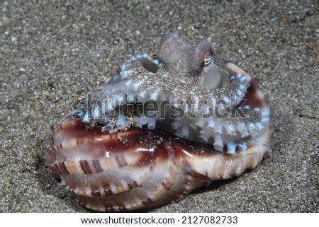 Octopus using a shell as protection , coconut octopus , Philippines 