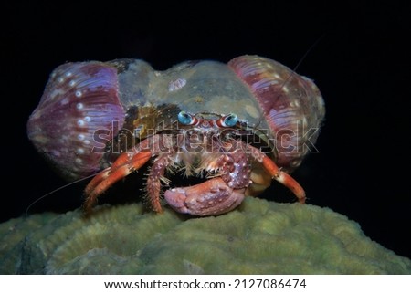 Hermit crab with Anemone ,Pagurus bernhardus , Philippines