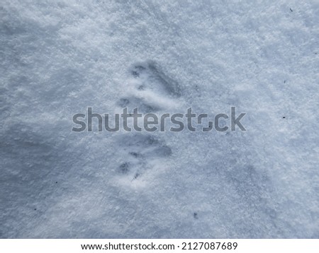 Perfect, small footprints of four paws of Eurasian Red Squirrel (Sciurus vulgaris) on ground covered with soft, white snow in winter