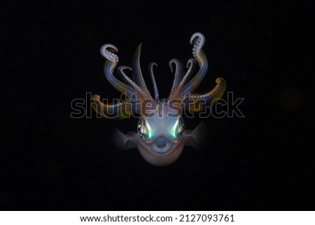 Calamari portrait in the night time , Teuthida , 