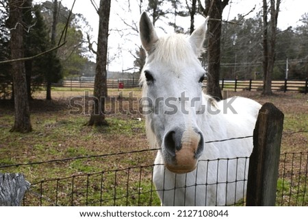 happy horse in a pasture
