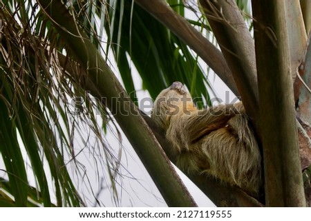 A closeup shot of a sloths on a tree